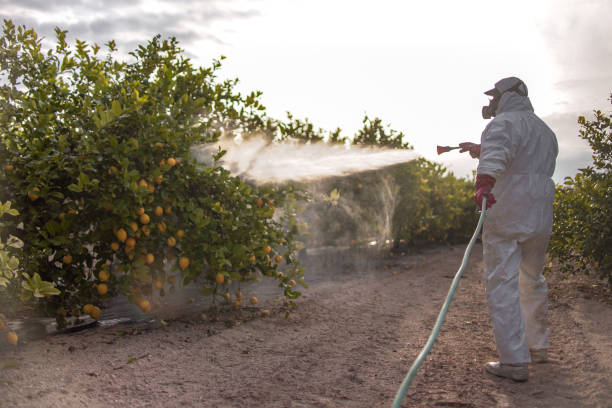 Best Termite Control Services  in Hampton, TN