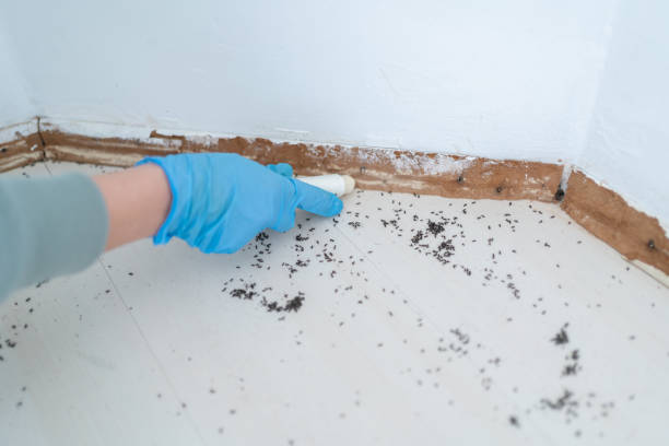 Best Residential Pest Control  in Hampton, TN